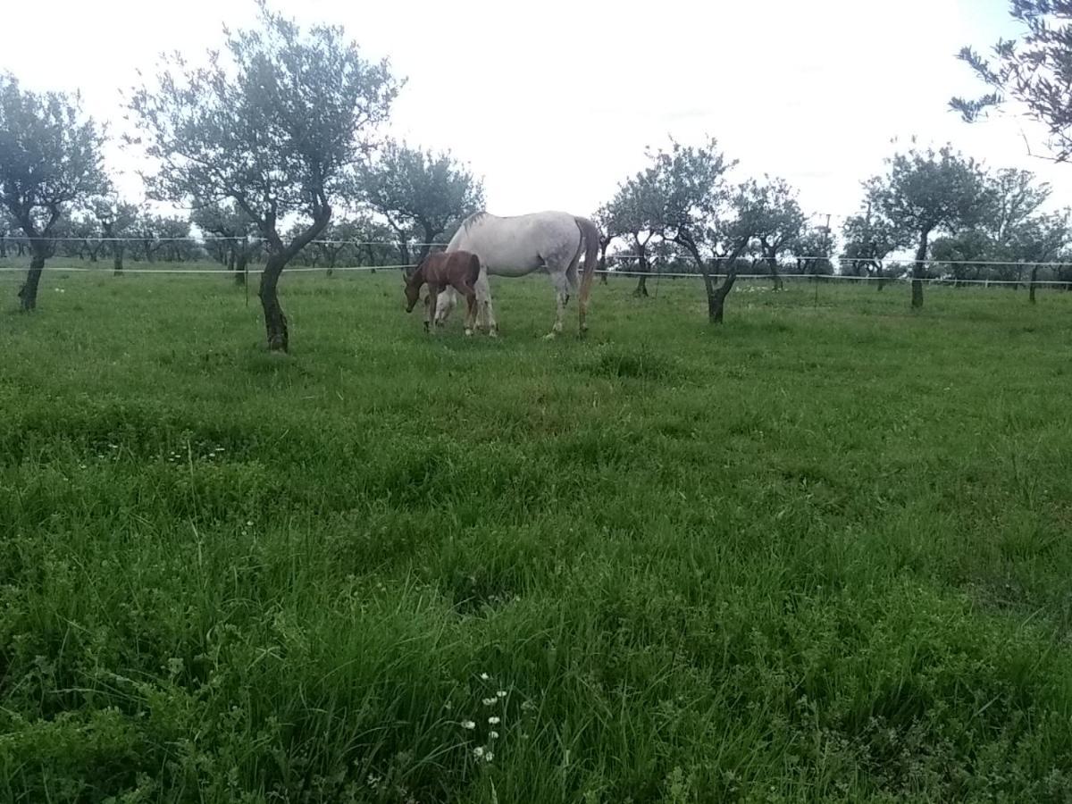 Studio Independant Dans Ferme Equestre Aups Eksteriør bilde